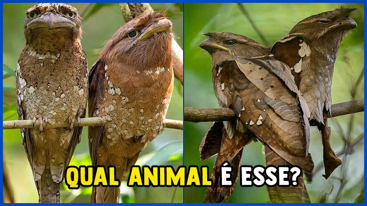 Animais exóticos encontrados na Amazônia