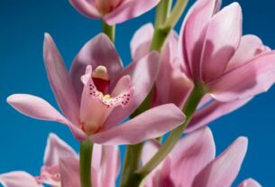 Pragas Comuns em Orquídeas